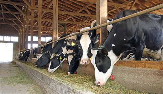 ウシのゲップ由来のメタンを中心としたGHG排出の削減