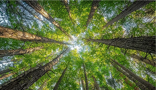 新型木質バイオマス発電ソリューションの提供