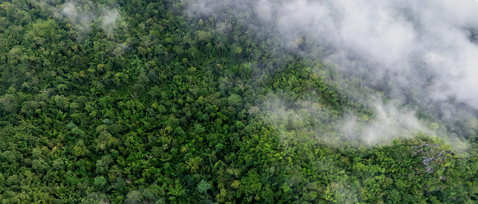 sustainable development goals